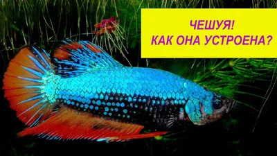Магнитный плакат 3Х3 Чешуя рыбы ❤ — купить по выгодной цене на «Все  Футболки.Ру» | Принт — 2926445 в Санкт-Петербурге