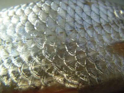 Чешуя рыбы фото под микроскопом» — создано в Шедевруме