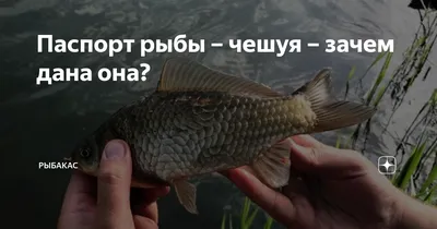Чешуя рыбы фото. | Рыбачил.ru