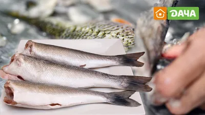 В Астрахани разработали косметику молодости из кожи местной рыбы