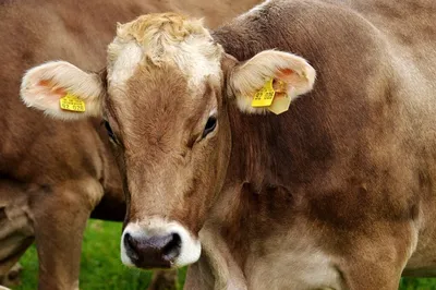 Ветврачи рассказали о профилактике папилломатоза у коров | Ветеринария и  жизнь