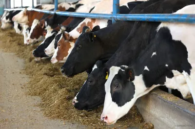 Болезни копыт КРС (коров): причины, лечение и профилактика. Пододерматит