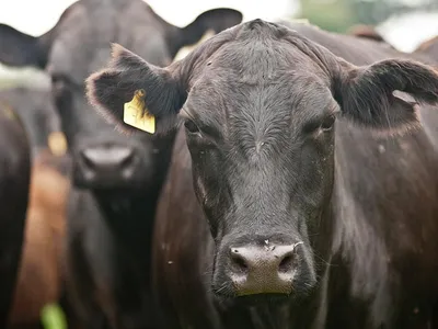 Нодулярный дерматит КРС — новые вызовы для производителей молока - Центр  підвищення ефективності в тваринництві