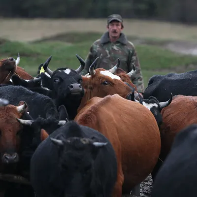 В Кыргызстане ветеринаров обучили бороться с дерматитом крупного рогатого  скота - | 24.KG