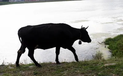 Жертвами нодулярного дерматита стали почти 800 коров на западе Казахстана
