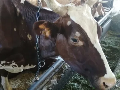Стригущий лишай у коров. Симптомы и лечение | О молоке, селе и ёлках | Дзен