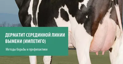 Ветеринары заявили, что новая болезнь коров впервые пришла в Башкирию — РБК