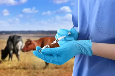 Массовая вакцинация коров начата в Хабаровске из-за опасного заболевания —  Новости Хабаровска