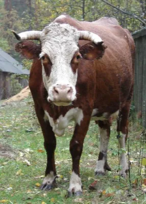 Более 970 коров уничтожат в Удмуртии из-за вспышки узелкового дерматита -  KP.RU