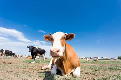 Лечение и профилактика заболеваний копыт коров: целительные наночастицы