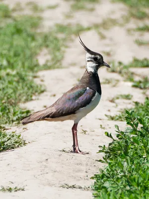 Фотокаталог птиц: Чибис (Vanellus vanellus)