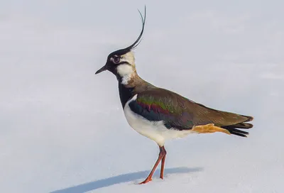 Чибис (Vanellus vanellus). Фотогалерея птиц. Фотографии птиц России,  Беларуси, Украины, Казахстана, Таджикистана, Азербайджана.