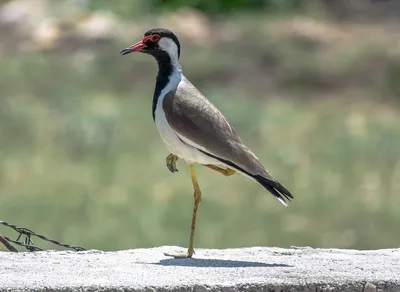 Солдатский чибис - eBird