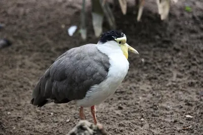 Чибис: Птица, которая умеет самостоятельно делать себе клизму 😮😝 | Птицы,  Животные, Себу
