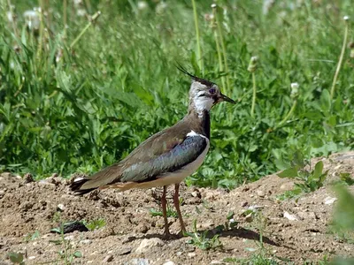 Чибис (Vanellus vanellus). Птицы Кыргызстана.