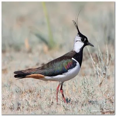 Чибис (Vanellus vanellus)