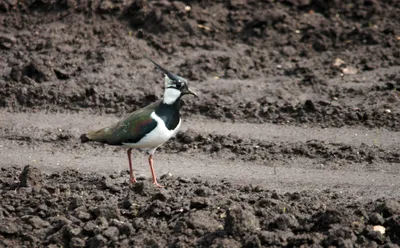 Чибис, символ фауны пампасов, птица среднего размера, предпочитающая  обитать в регионах с преобладанием невысокой растительности. Он… | Instagram