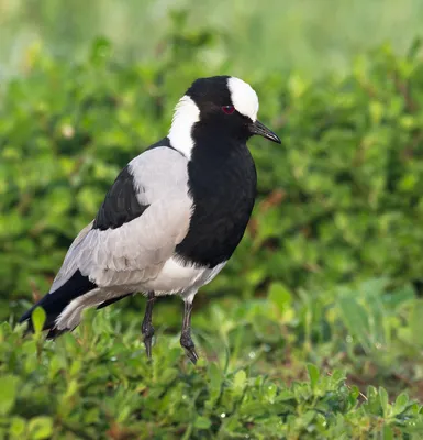 Чибис Vanellus vanellus Northern Lapwing