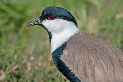 Чибис (Vanellus vanellus). Фотогалерея птиц. Фотографии птиц России,  Беларуси, Украины, Казахстана, Таджикистана, Азербайджана.