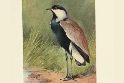 Птицы НСО | Чибис – Vanellus vanellus