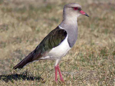 Чибис (Vanellus vanellus). Птицы Европейской России.