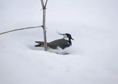 Андский чибис - eBird