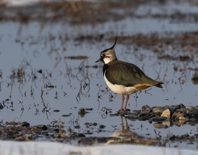 Чибис (Vanellus vanellus). Птицы Европейской России.