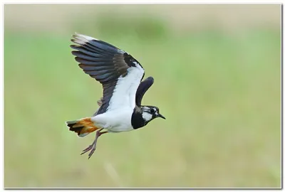 Чибис (Vanellus vanellus). Птицы Дальнего Востока России.