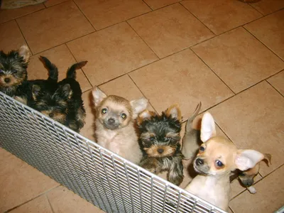 пять собак чихуахуа сидят вместе на черном фоне, фото разных пород чихуахуа,  чихуахуа, собака фон картинки и Фото для бесплатной загрузки