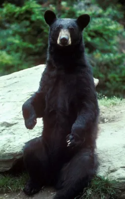 Чёрный медведь фото 68 фото