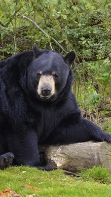 Черный Медведь Животное Дикая - Бесплатное фото на Pixabay - Pixabay