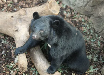 черный медведь стоит на бревне в лесу, картинки с черными медведями, медведь,  животное фон картинки и Фото для бесплатной загрузки