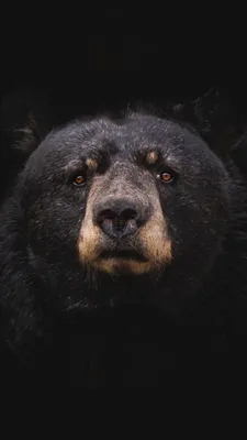 Черный Медведь Нести Животное - Бесплатное фото на Pixabay - Pixabay