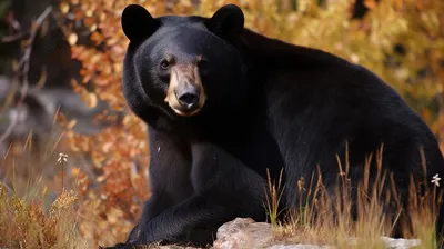 Yun бесплатные фото фонда. : No. 6603 Японский азиатский черный медведь  [Япония. / Токио.]