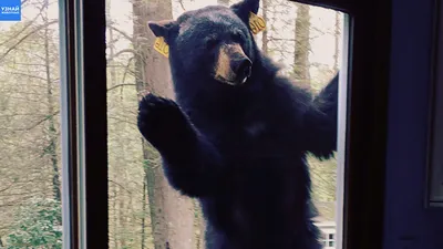 Черный медведь - 58 фото