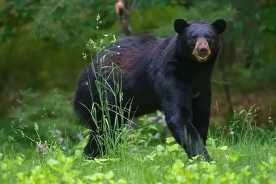 Гималайский Медведь, Тибетский Черный Медведь, Ursus Thibetanus Фотография,  картинки, изображения и сток-фотография без роялти. Image 49643787