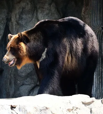 Черный Медведь Нести Луизиана - Бесплатное фото на Pixabay - Pixabay