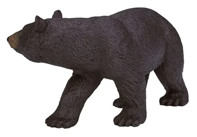Красивый Черный Медведь — стоковые фотографии и другие картинки 2015 -  2015, Аляска - Штат США, Барибал - iStock