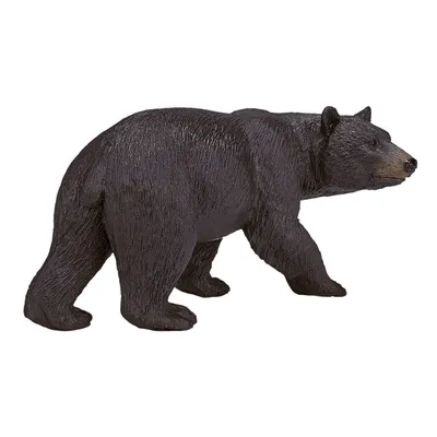 Большой черный медведь более километра преследовал группу туристов на  пешеходной тропе в парке - ForumDaily