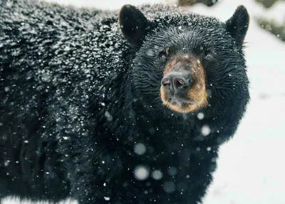 Американский черный медведь Konik AMW2055 - купить за 550 рублей рублей в  интернет-магазине Юниор