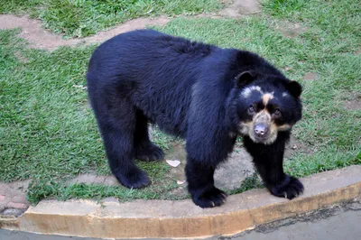 Бесплатные Черный медведь стоковые фотографии | FreeImages
