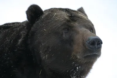 Фотографии из черного медведя Черный медведь В осеннем сезоне на обочине  дороги блэк-медведей высаживают Стоковое Изображение - изображение  насчитывающей подвергая, сторона: 165650807