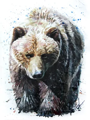Черный Медведь Животное Дикая - Бесплатное фото на Pixabay - Pixabay
