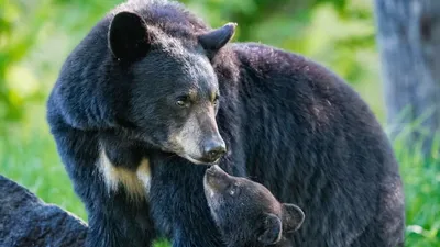 Азиатский Черный Медведь Стоковые Фотографии | FreeImages
