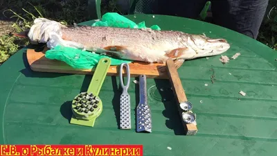 Нож для чистки рыбы, 16 см, с контейнером, пластик, серый, Рыба, Assist —  купить в интернет-магазине Kuchenland Home с доставкой по Москве и России