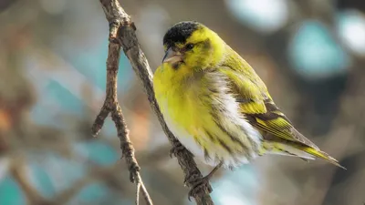 Siskins in spring forest. Singing and displaying bird | Film Studio Aves -  YouTube