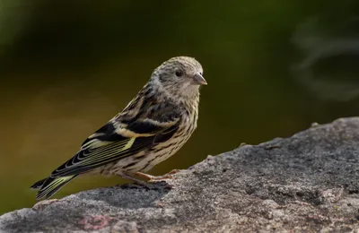 Чижик птица самка и самец (27 фото) - красивые фото и картинки pofoto.club