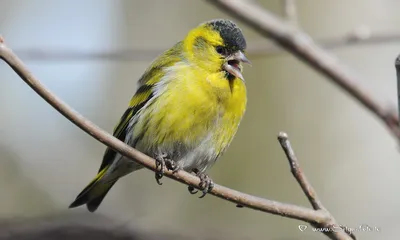 Чиж - маленькая жёлтая птичка - Михаил Соколов