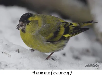 Голоса птиц Как поёт Чиж (Spinus spinus) - YouTube