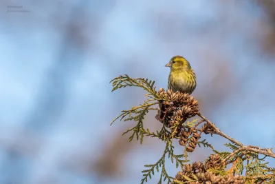 Домашняя канарейка Bird Brabing Passerine Желтобрюхий чиж, Bird, животные,  фауна, певчая птица png | Klipartz